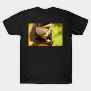 Golden Monkey at Ruwanda T-Shirt